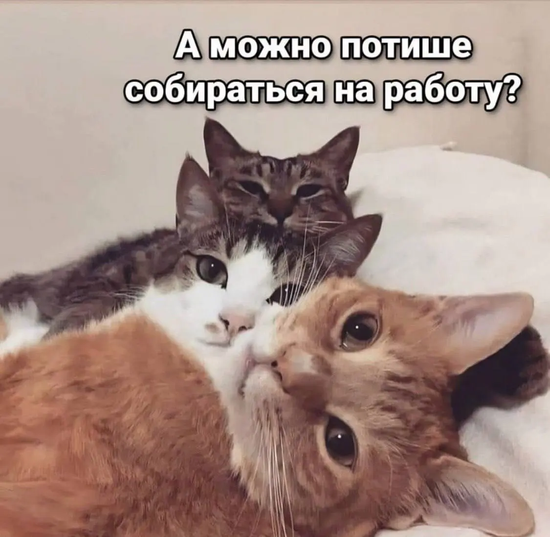 Не, ну правда, кот всю ночь не спал, а вы шумите 🤭 | Сетка — социальная сеть от hh.ru