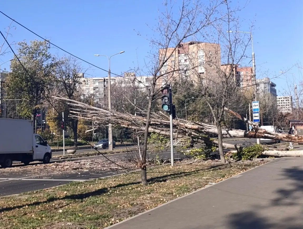 Дерево упало в районе Киевского РИКа | Сетка — социальная сеть от hh.ru